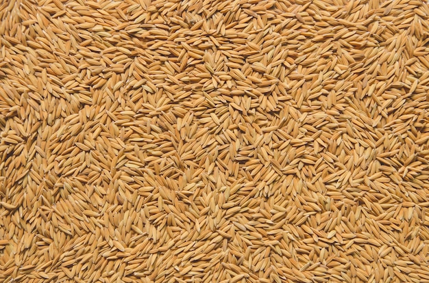 Photo background and wallpaper by pile of paddy rice and rice seed.