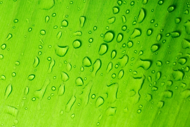 Photo background water drops on leaves