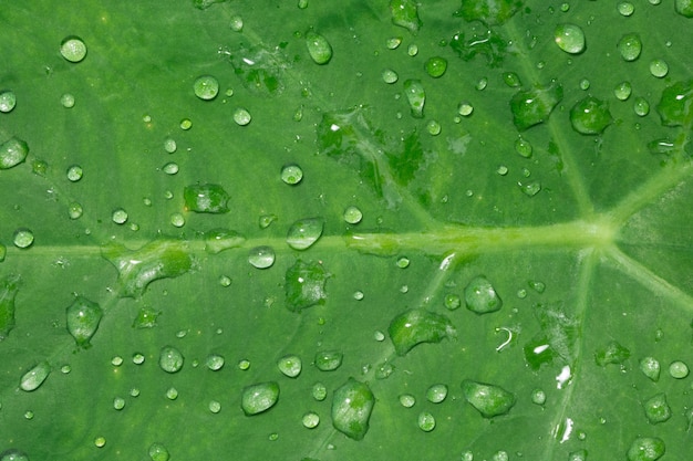 Gocce d'acqua sullo sfondo sulle foglie