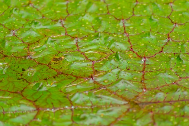 background of water lily leaf