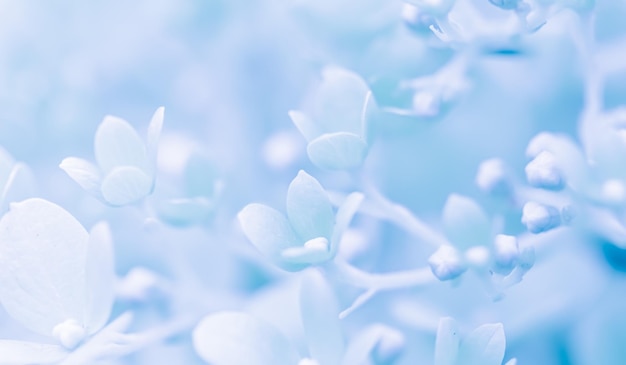 Sfondo di petali blu bianchi di ortensia o ortensia soft focus