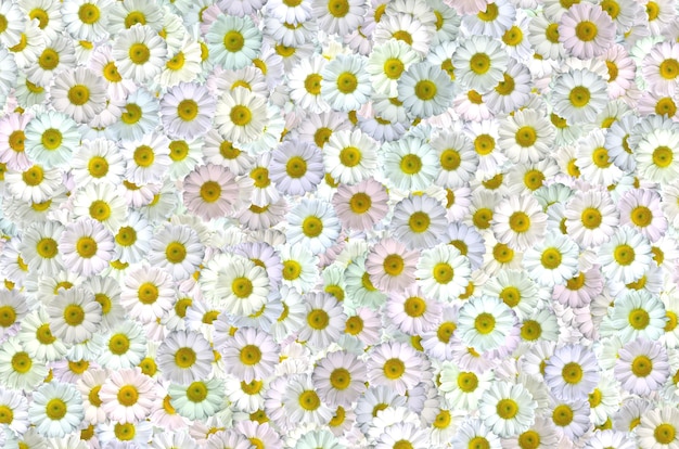 Photo a background of white daisy and yellow flower common daisy