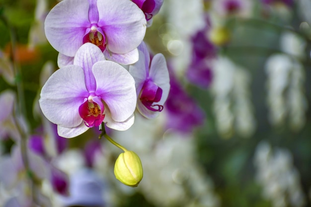 背景紫色の花と混ざった白い蘭。