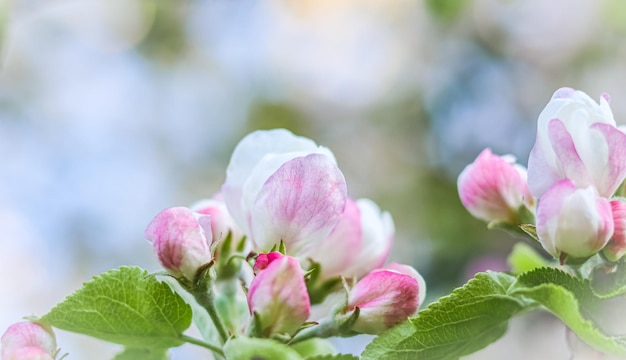 Background of white pink flowers of an apple tree with green leaves in a spring garden