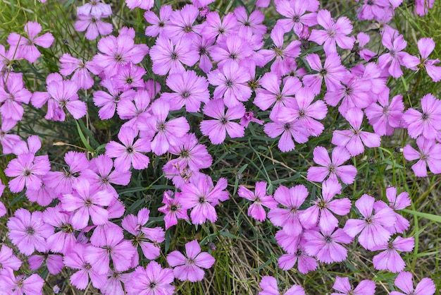 Background of wild carnations