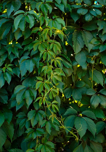 Background of wild grape leaves Lianas and thickets as vertical landscaping of walls Beautiful plants creeping up Vertical photography