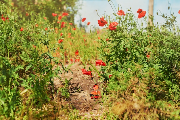 夏の日没時の野生の花の背景