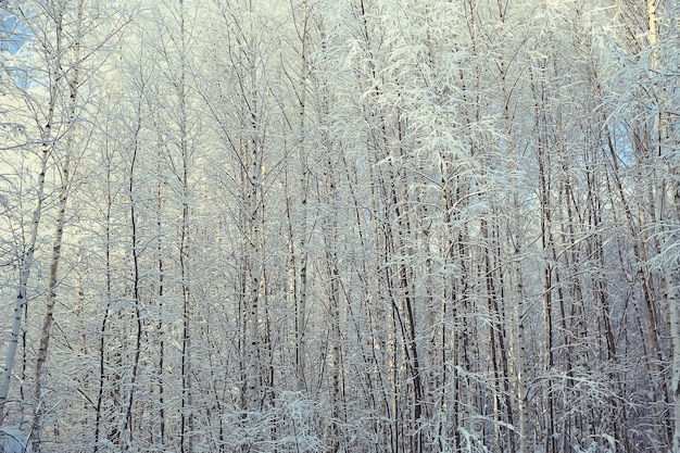 background winter forest covered with snow