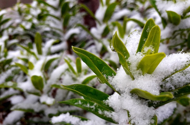 写真 ふわふわした白い雪に満ちた緑の茂みの美しい枝を持つ背景