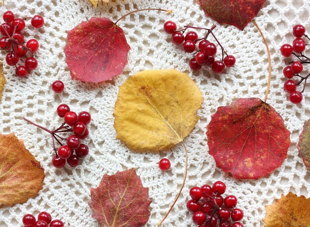 Background with autumn aspen leaves and viburnum berries on a light lace tablecloth,