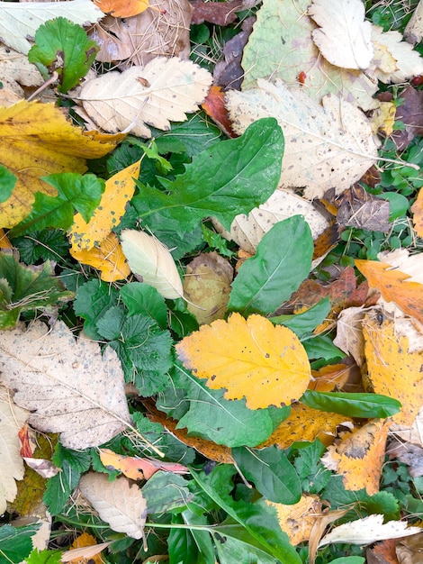 Background with autumn colorful leaves, natural look, vertical photo