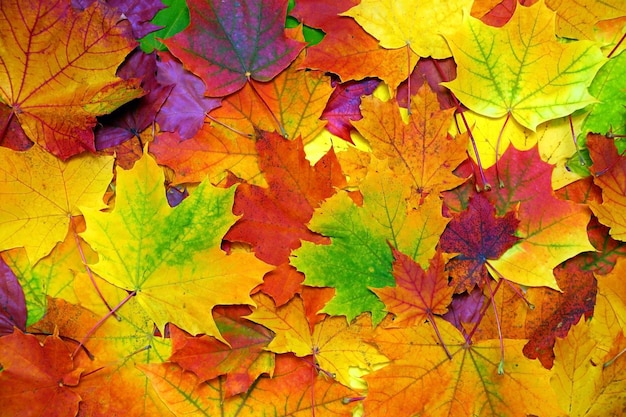 Фон с осенними разноцветными листьями