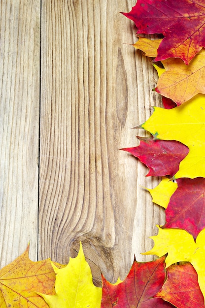 Background with autumn maple leaves