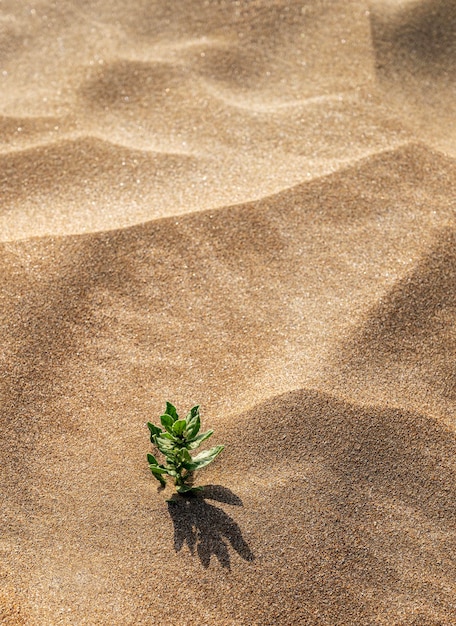 Background with beach sand and green plant closeup Sand dunes on a sunny summer day Vertical orientation