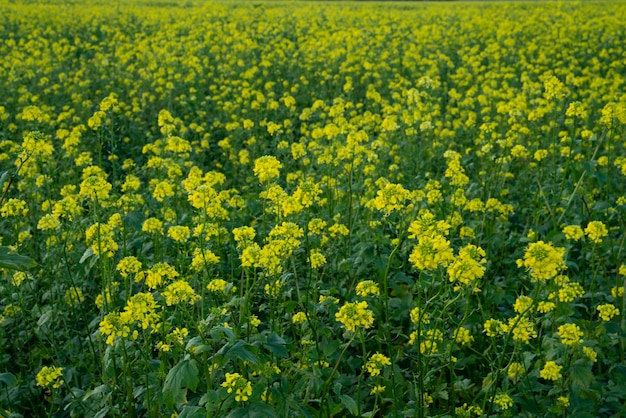 Background with beautiful field of yellow flowers