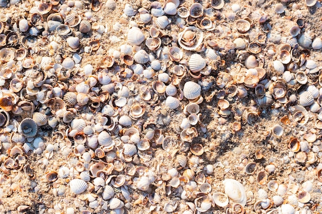 Background with beautiful seashells on a sunny day Top view flat lay