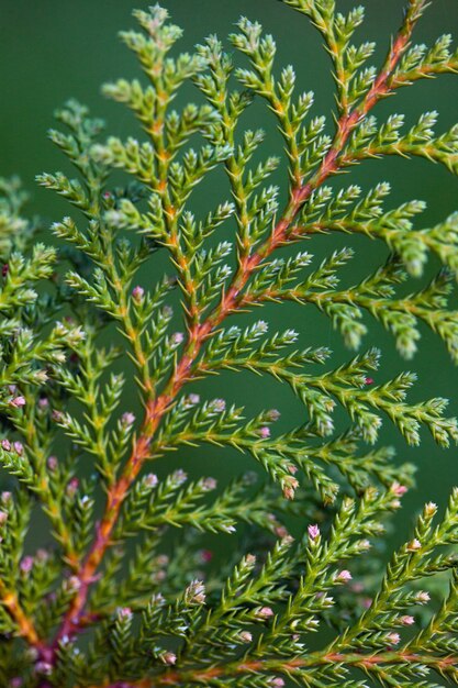 Foto sullo sfondo della bellissima natura primaverile