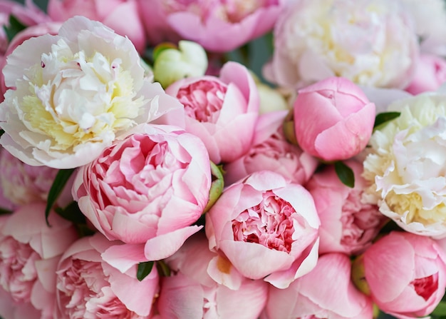 Photo background with beautiful white and pink flowers peonies.