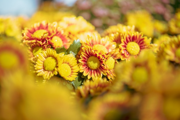 Background with beautiful yellow flowers