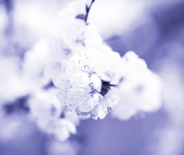 Background with blooming cherry tinted in trendy color of 2022 very peri. Selective focus