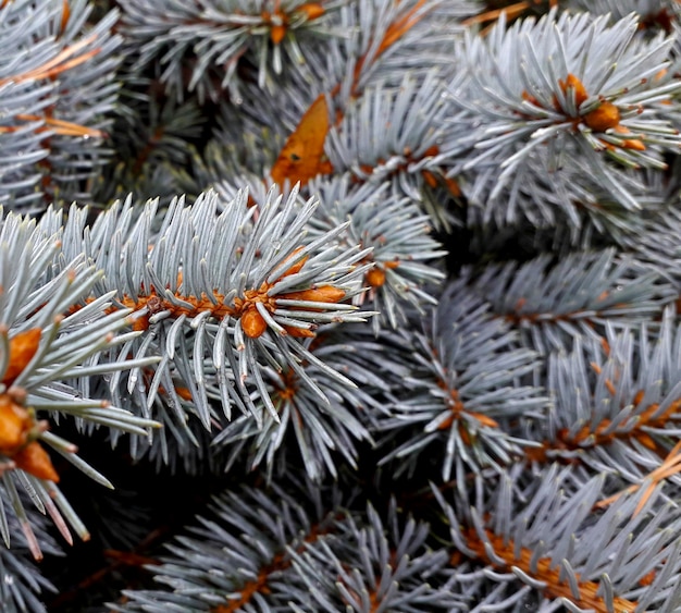 Background with blue pine branches close up