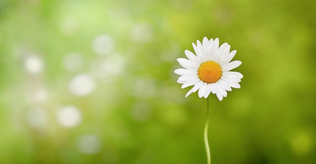 Background with bokeh and lonely chamomile