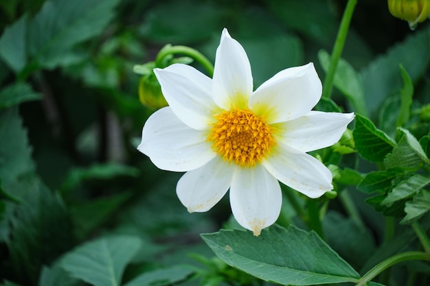 Background with bright white flower on green background