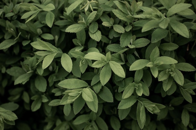 Background with bush leaves Dense green background