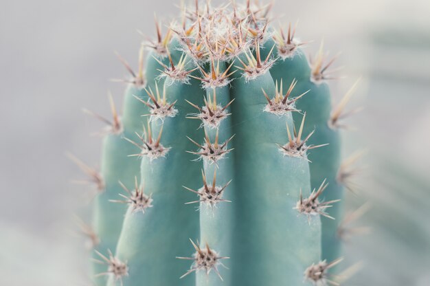 サボテンの背景とげのある砂漠の植物