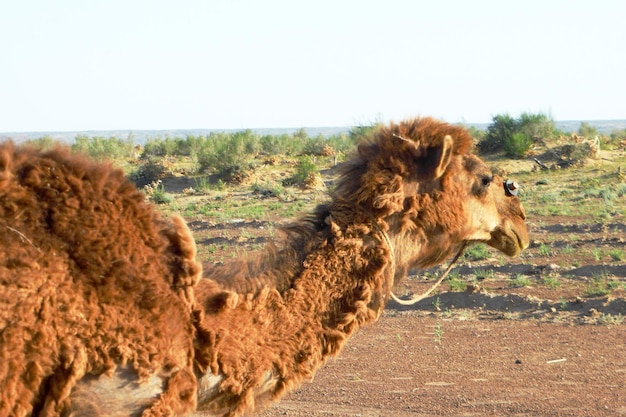 Background with camel in the desert