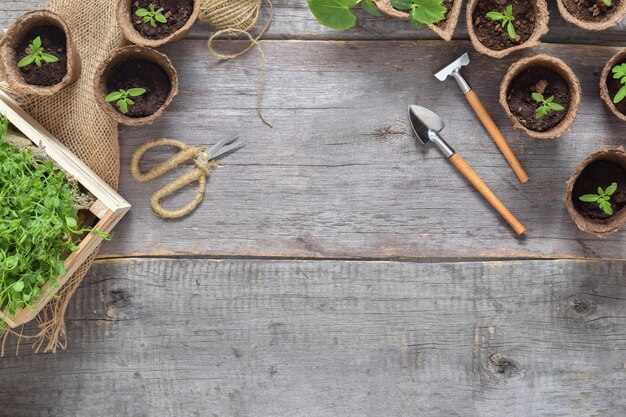 Background with cucumber and tomato seedlings and garden tools on a wooden background