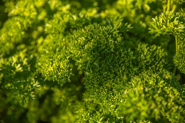 Background with curly parsley leaves in the garden.