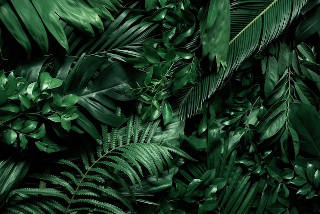 Background with dark green tropical leaves fresh flat
background flat lay nature concept