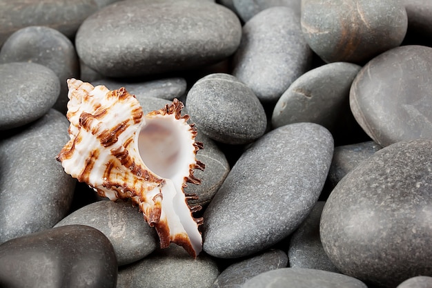 Photo background with dark pebbles and shell