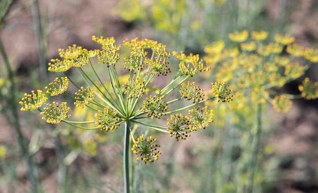 Background with dill umbel closeup garden plant Fragrant dill on a bed in the garden Growing dill