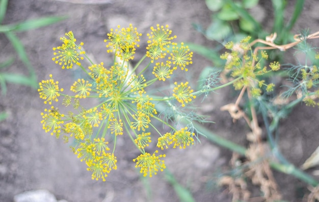 Background with dill umbel closeup garden plant Fragrant dill on a bed in the garden Growing dill