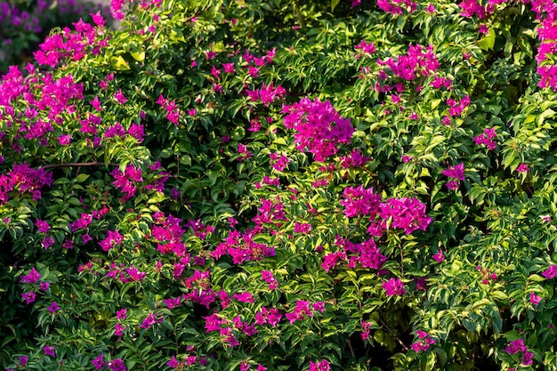 Background with a flowering climbing plant mandevilla with pink flowers