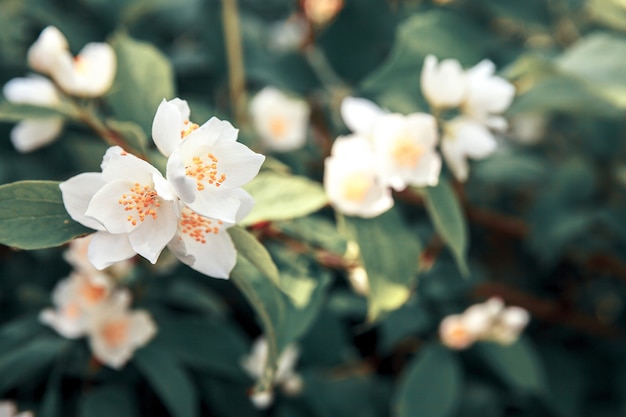 Background with flowering jasmin bush in spring blooming garden or park