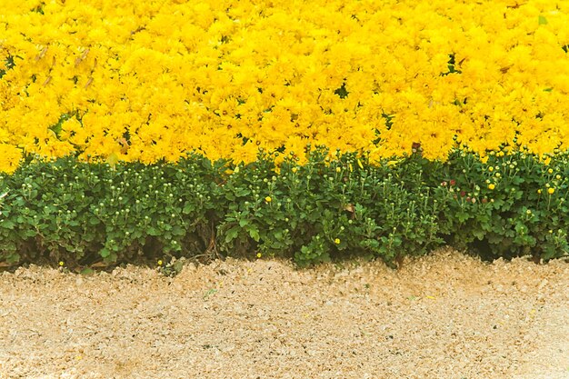 Background with fresh grass and yellow chrysanthemums