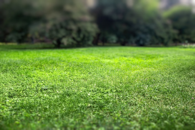 新鮮な緑の芝生の背景。セレクティブフォーカス。