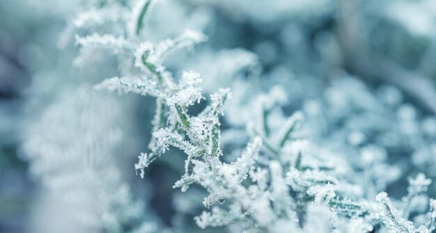 Photo background with frozen plants covered with frost