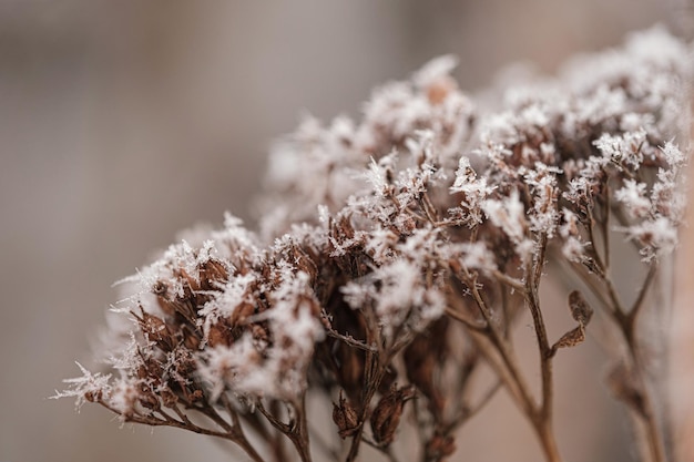 Background with frozen plants covered with frost