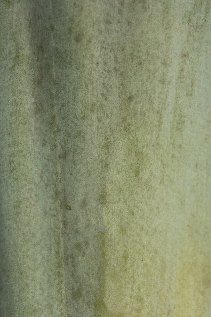 Background with green cactus leaf texture.