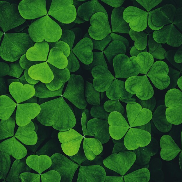 Background with green clover leaves for Saint Patricks day Background with a shamrock Vintage film aesthetic
