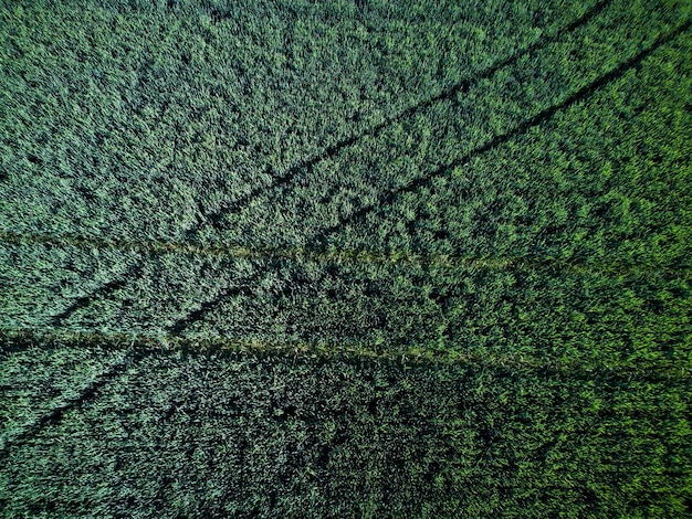 植物とトラクターからの痕跡と緑のフィールドの背景