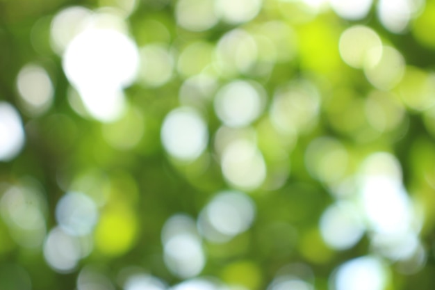 A background with a green leaf in the foreground and the sun shining through the leaves.