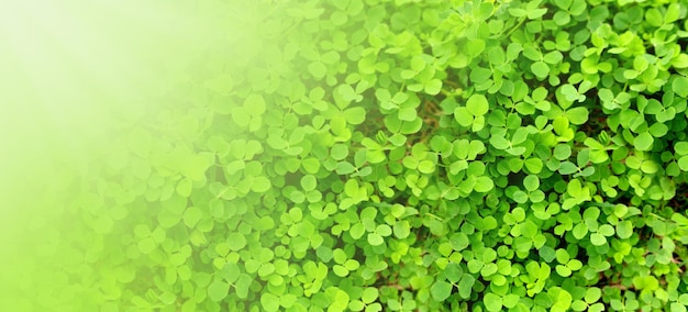 Background with green leaves