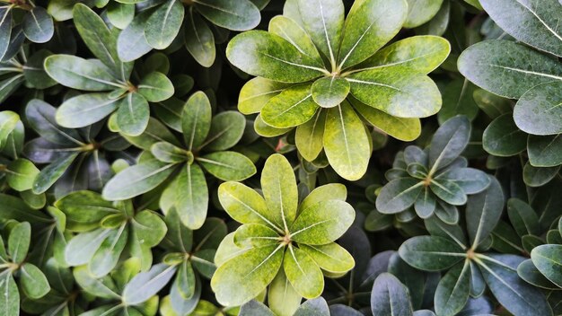 background with green plants