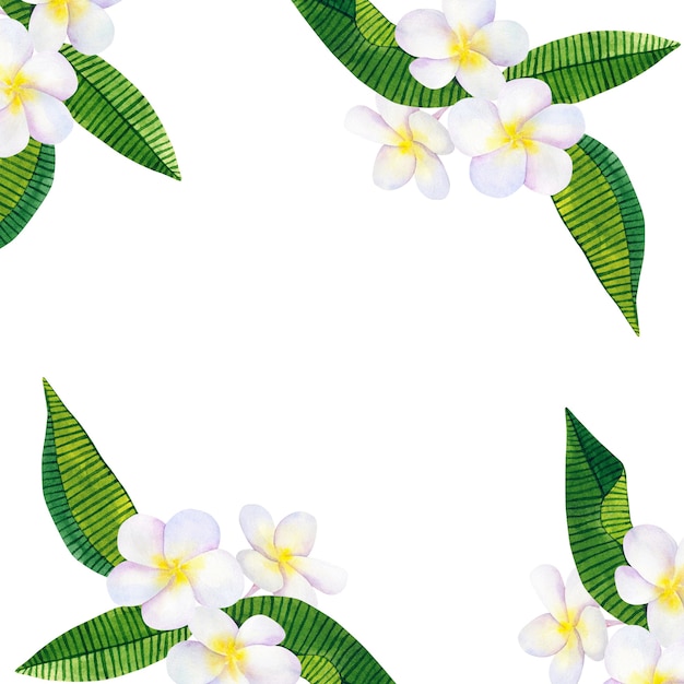 Background with green tropical leaves and frangipani or plumeria. Hand drawn watercolor illustration. Isolated.