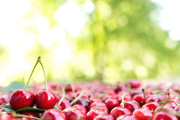 Background with heap of fresh red sweet cherry. Eco farm food cultivation. Healthy eating lifestyle concept. Blurred green trees and leaves background. High quality photo